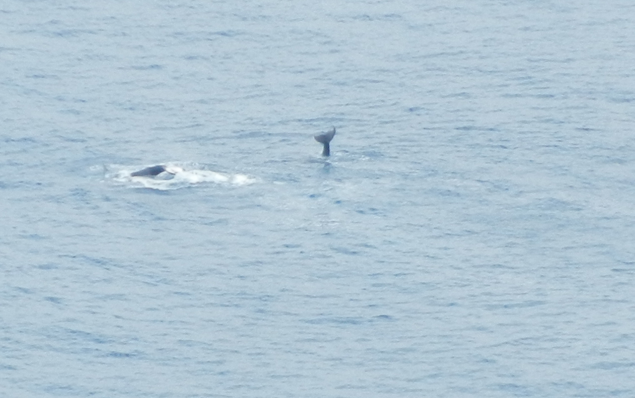Two whales in the middle of the ocean