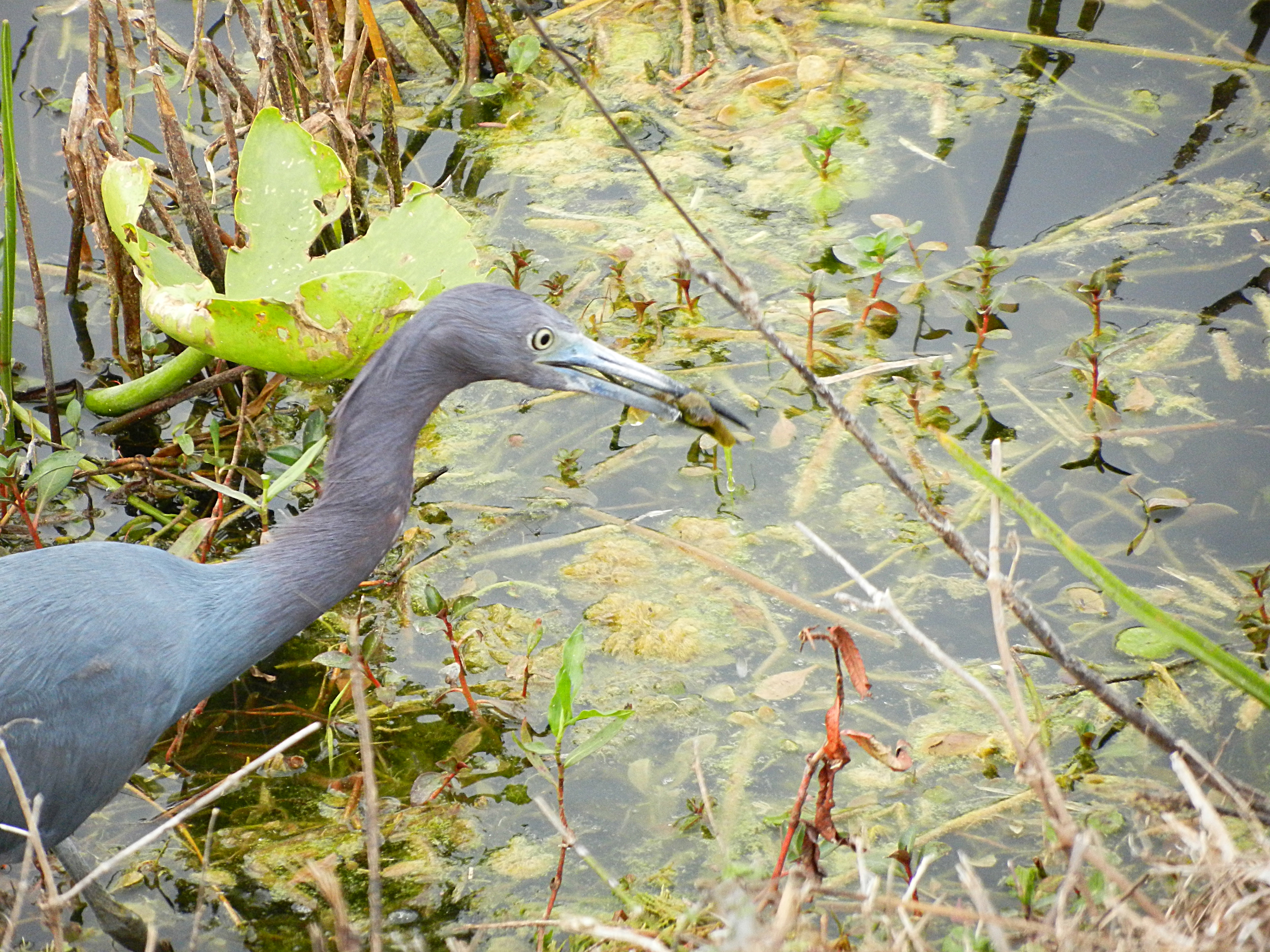 Blue Heron with a fish in its mouth.