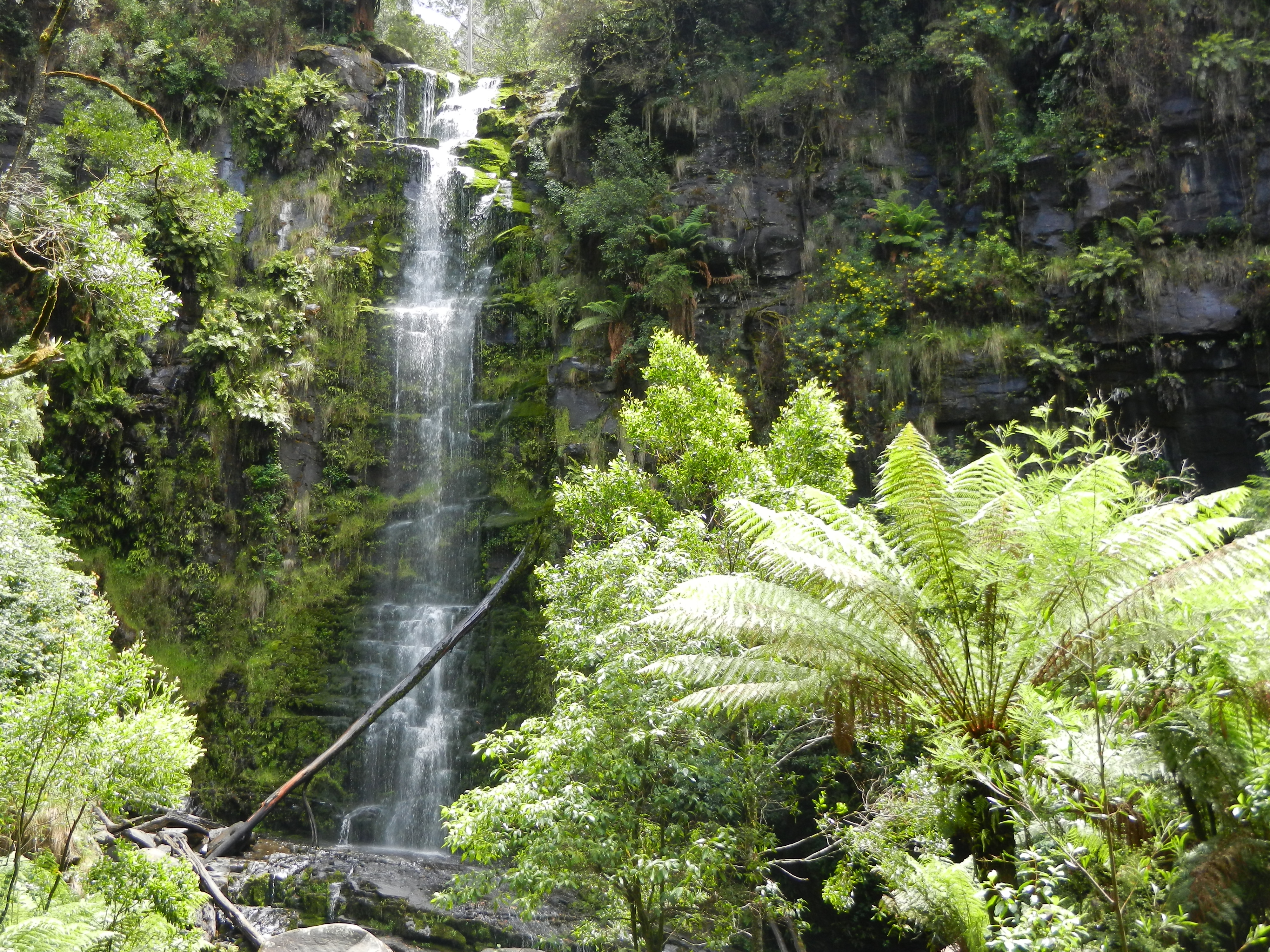 Green shrubs in the foreground with a cliffside waterfall surrounded by greenery in the background.