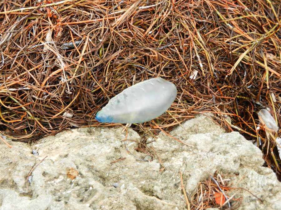 Blue balloon-like creature laying on a pile of sea grass next to a large rock.